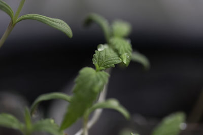 Close-up of fresh green plant