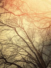 Bare trees against sky