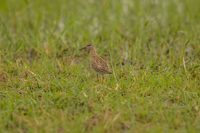 Bird perching on a field