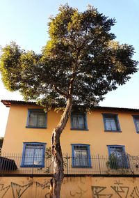 Low angle view of tree against clear sky