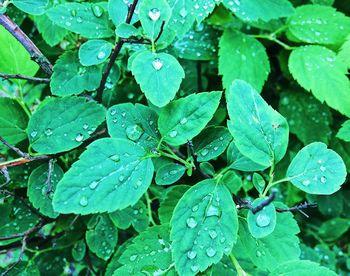 Close-up of wet plants