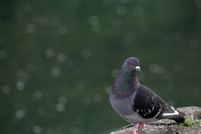 Close-up of pigeon perching on a lake