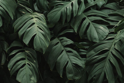 Full frame shot of plants