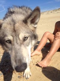 Close-up of dog on sand