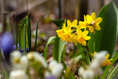 Close-up of yellow daffodil flowers