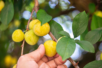 Cropped image of person holding fruits