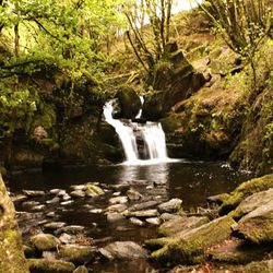 Scenic view of waterfall in forest