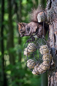 Close-up of squirrel on tree trunk
