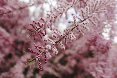 Close-up of pink cherry blossoms in spring