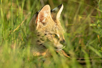 Close-up of serval sitting in long grass
