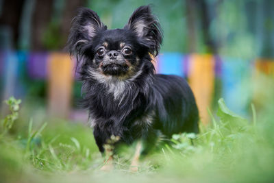 Portrait of black dog