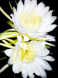 Close-up of white flower blooming against black background