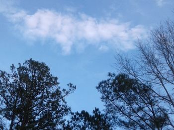 Low angle view of trees against sky