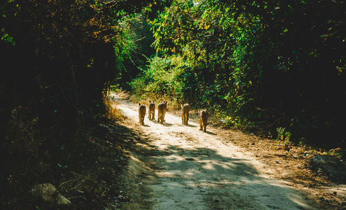 Dirt road amidst trees in forest