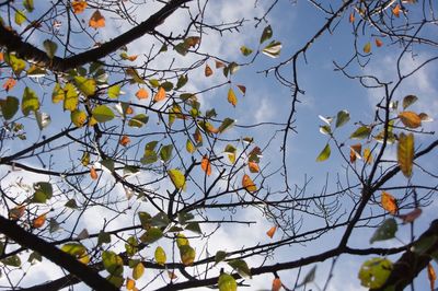 Low angle view of tree against sky