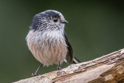 Close-up of bird perching on wood