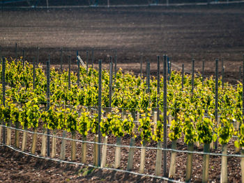 Plants growing on field