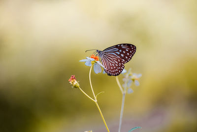 Close-up of butterfly pollinating on flower