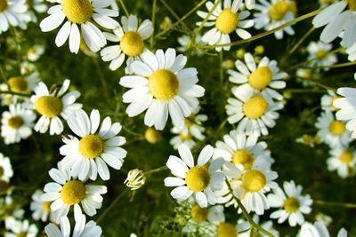 Close-up of white daisy flowers