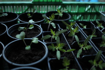 Plants growing in greenhouse