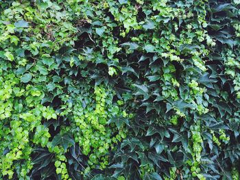 Full frame shot of ivy growing on field