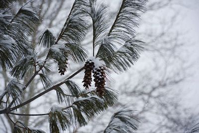 Snow covered pine cones on tree