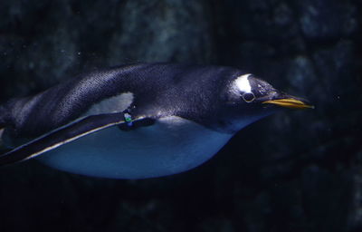 Close-up of fish swimming in water