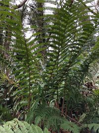 Low angle view of bamboo trees in forest