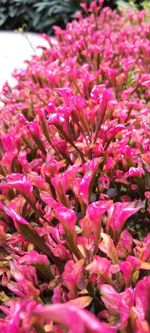 Full frame shot of pink flowering plants