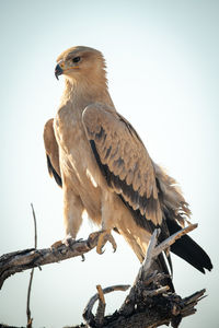 Pale tawny eagle perches on dead branch