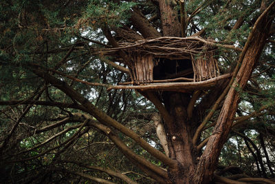 Low angle view of lizard on tree in forest