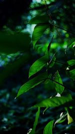 Close-up of fresh green leaves