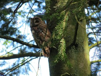 Low angle view of bird on tree trunk