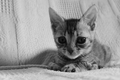 Close-up portrait of kitten relaxing on bed