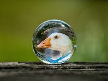 Close-up of bird on wood