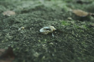 Close-up of lizard on grass