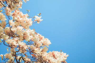 Low angle view of cherry blossoms against clear blue sky