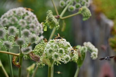 Close-up of bee pollinating on  angelica flower