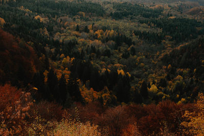 High angle view of trees on landscape during autumn