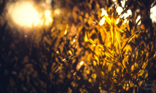 Close-up of yellow plant growing on field against sky at sunset