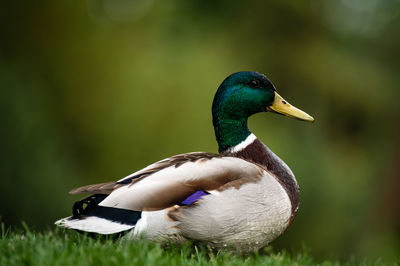 Close-up of duck