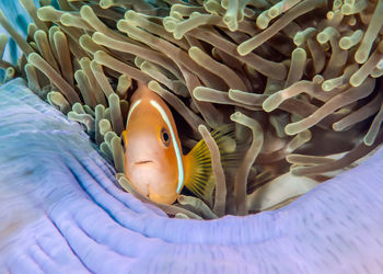 Close-up of fish in sea