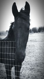 Close-up of horse standing on field against sky