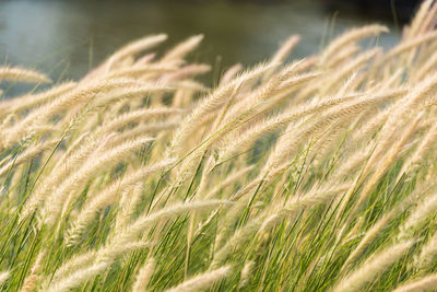 Close-up of wheat growing on field