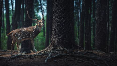 Deer in forest