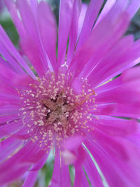 Close-up of pink flower blooming outdoors