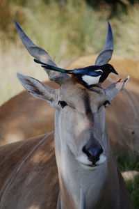 Close-up of deer