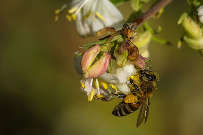 A bee takes advantage of the first blossoms in the spring.