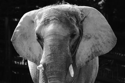 Close-up of elephant