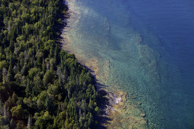 Aerial view of trees by sea